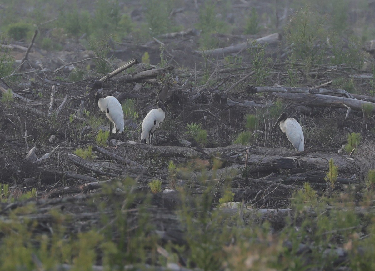 Wood Stork - ML591464961