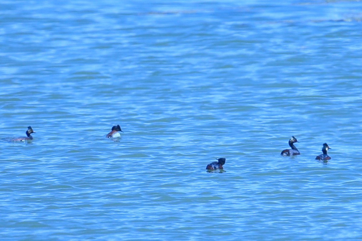 Eared Grebe - ML591465881