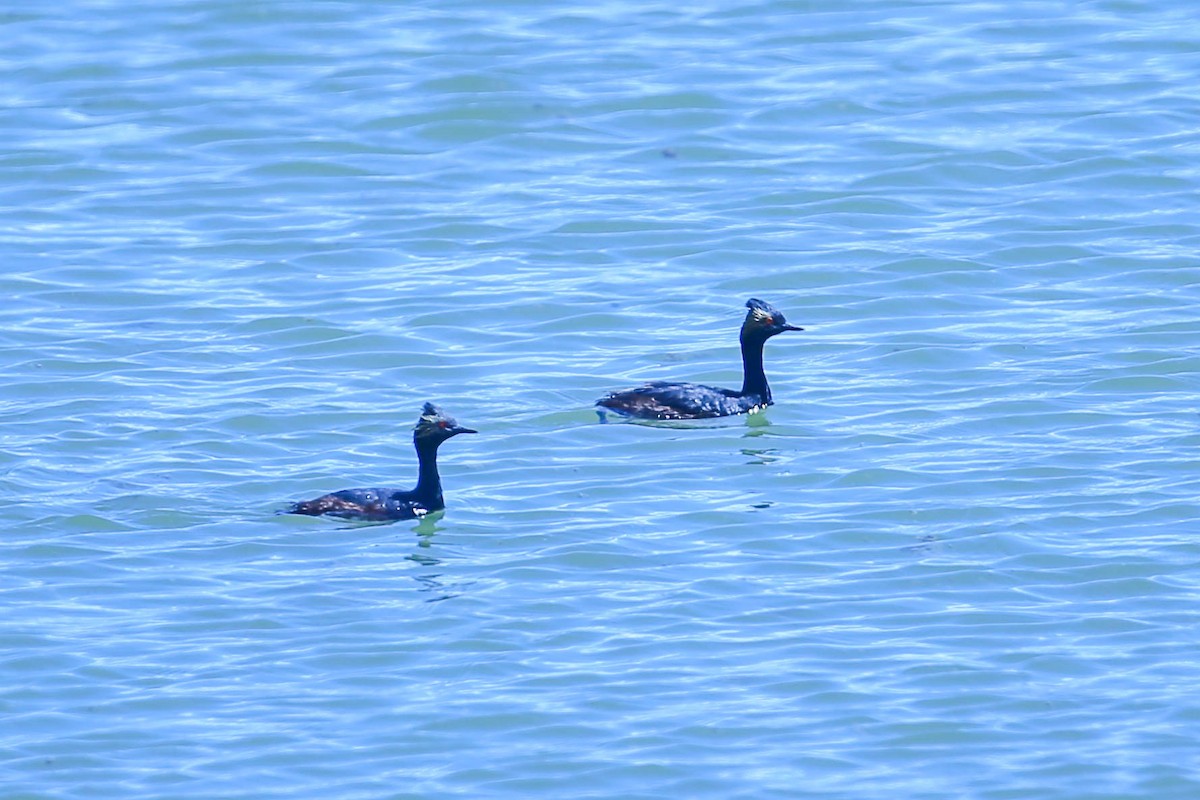 Eared Grebe - Thomas Cooper