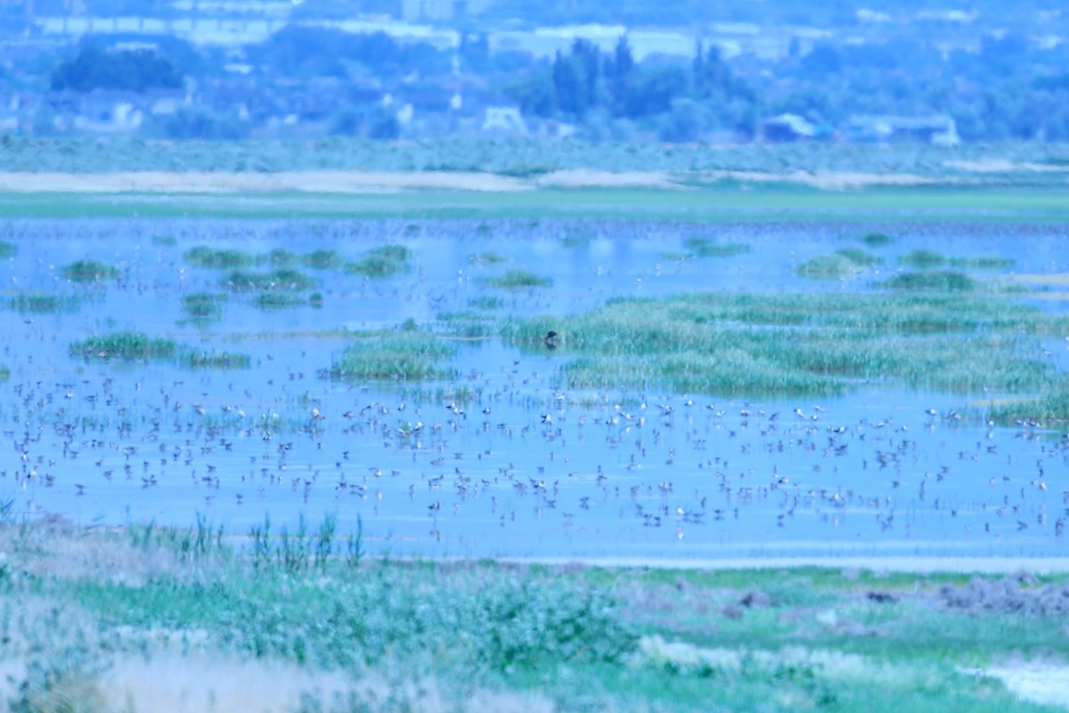 Red-necked Phalarope - ML591467121