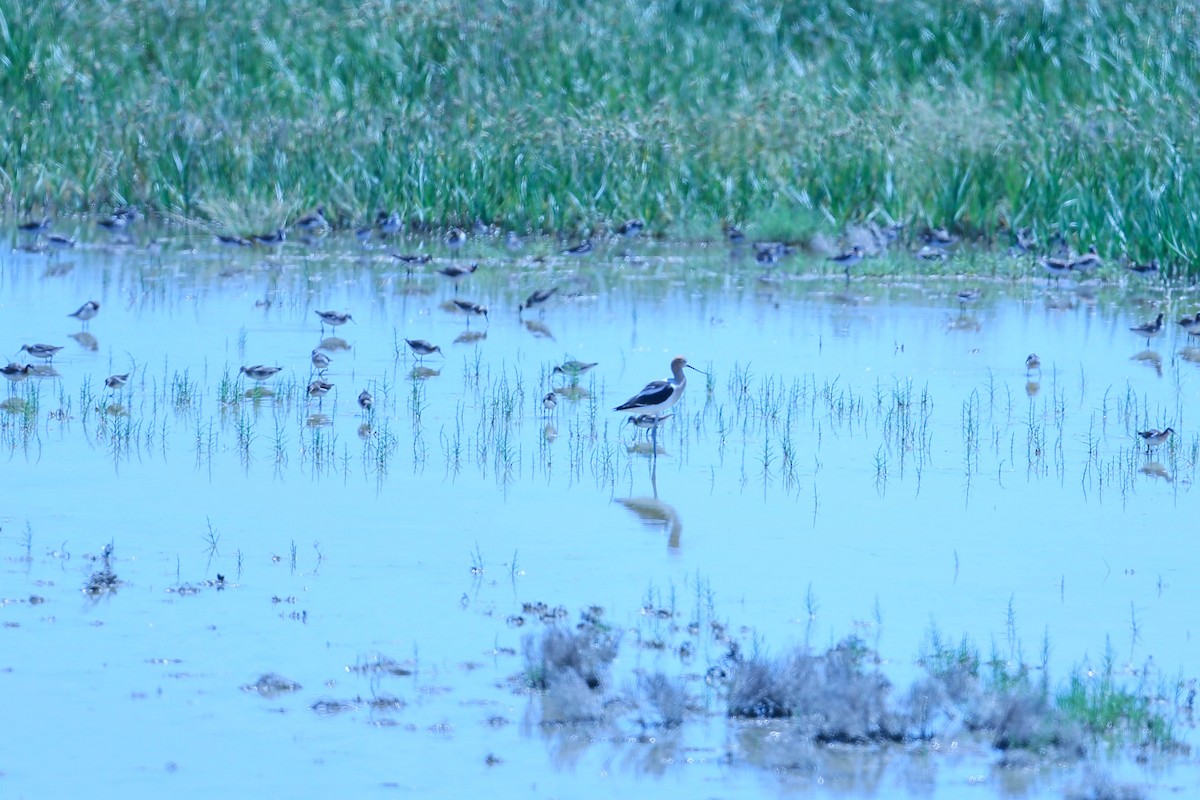 Red-necked Phalarope - ML591467221