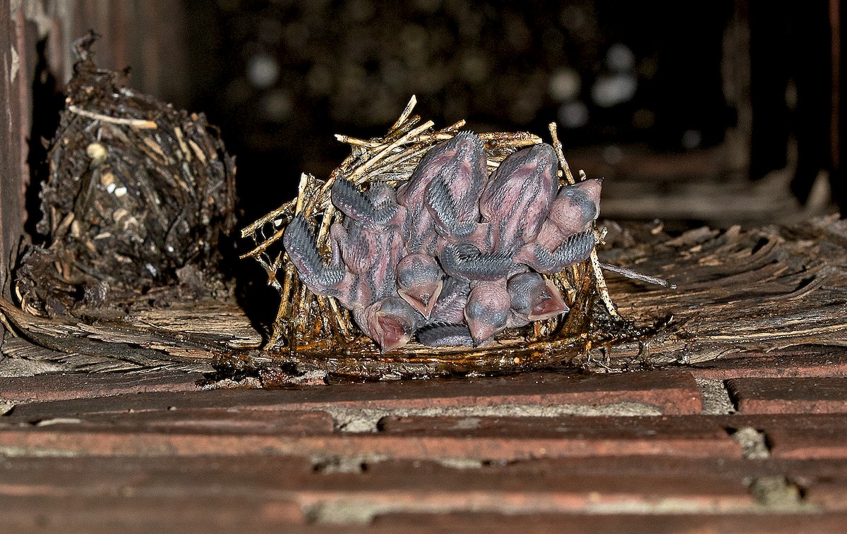 Chimney Swift - James R. Hill, III