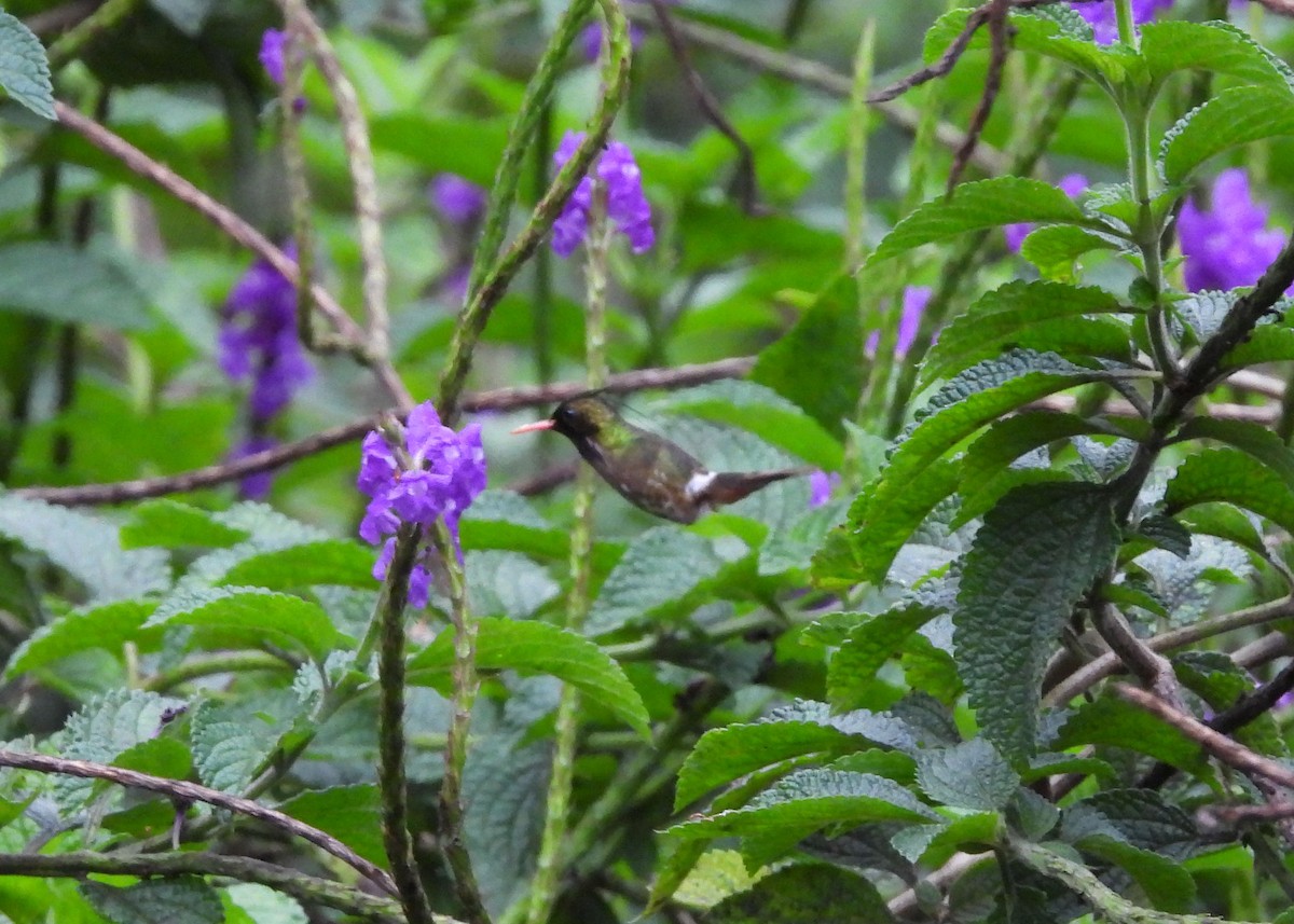 Black-crested Coquette - ML591468201