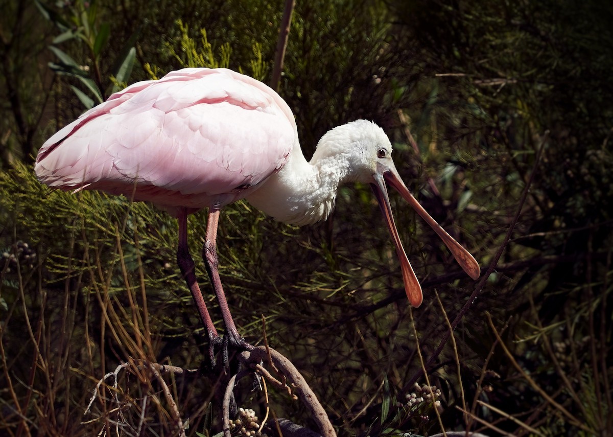 Roseate Spoonbill - ML591468921