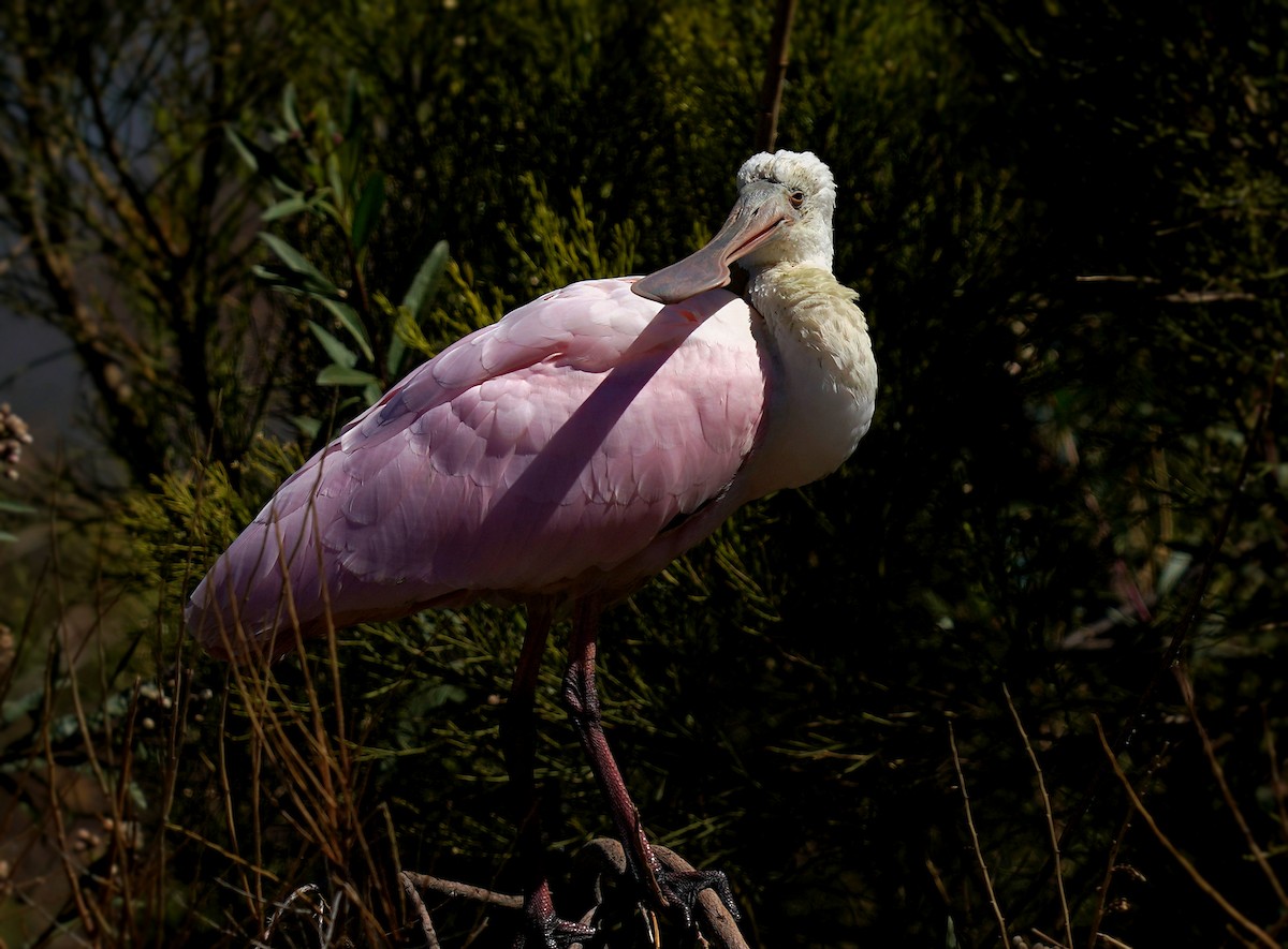 Roseate Spoonbill - ML591468961