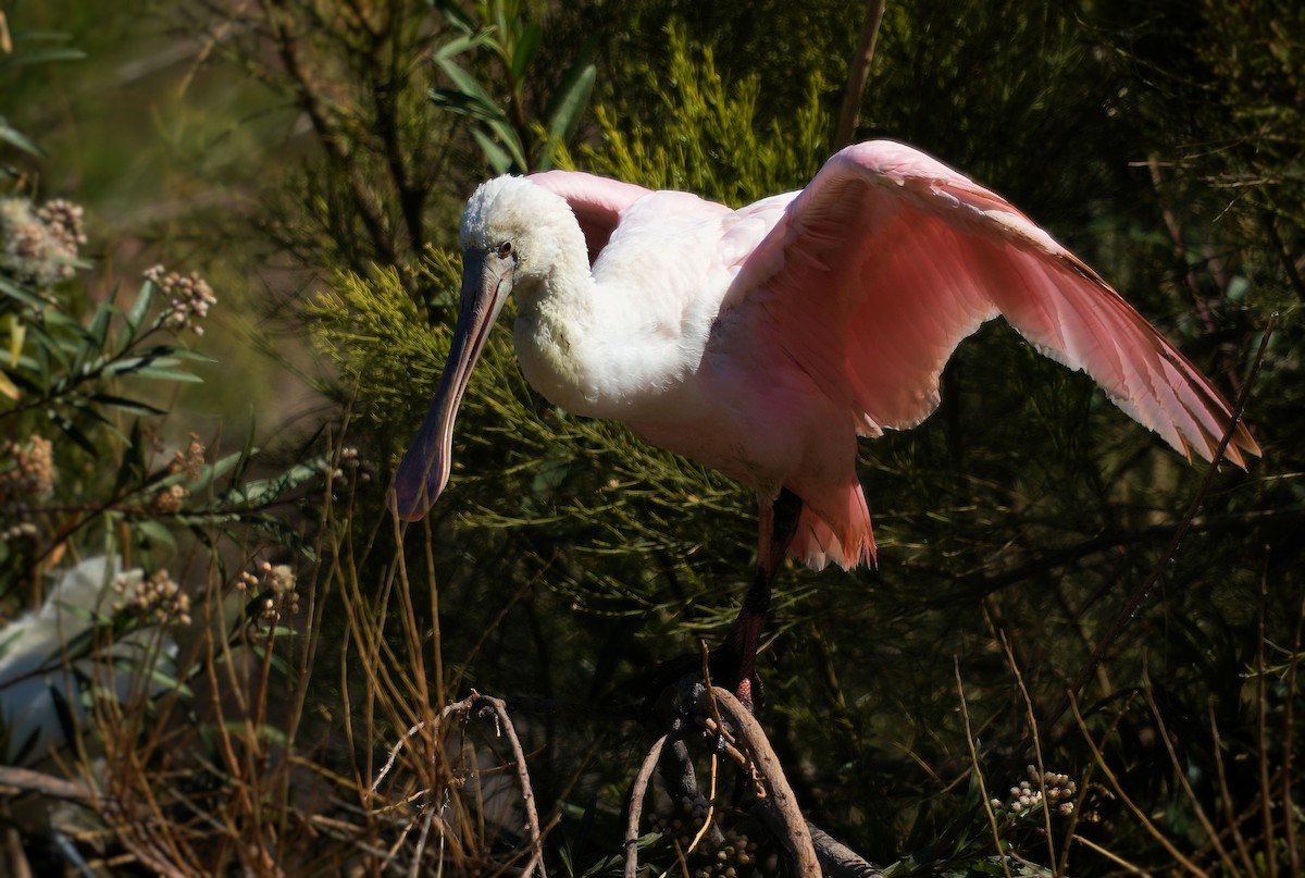 Roseate Spoonbill - ML591469011