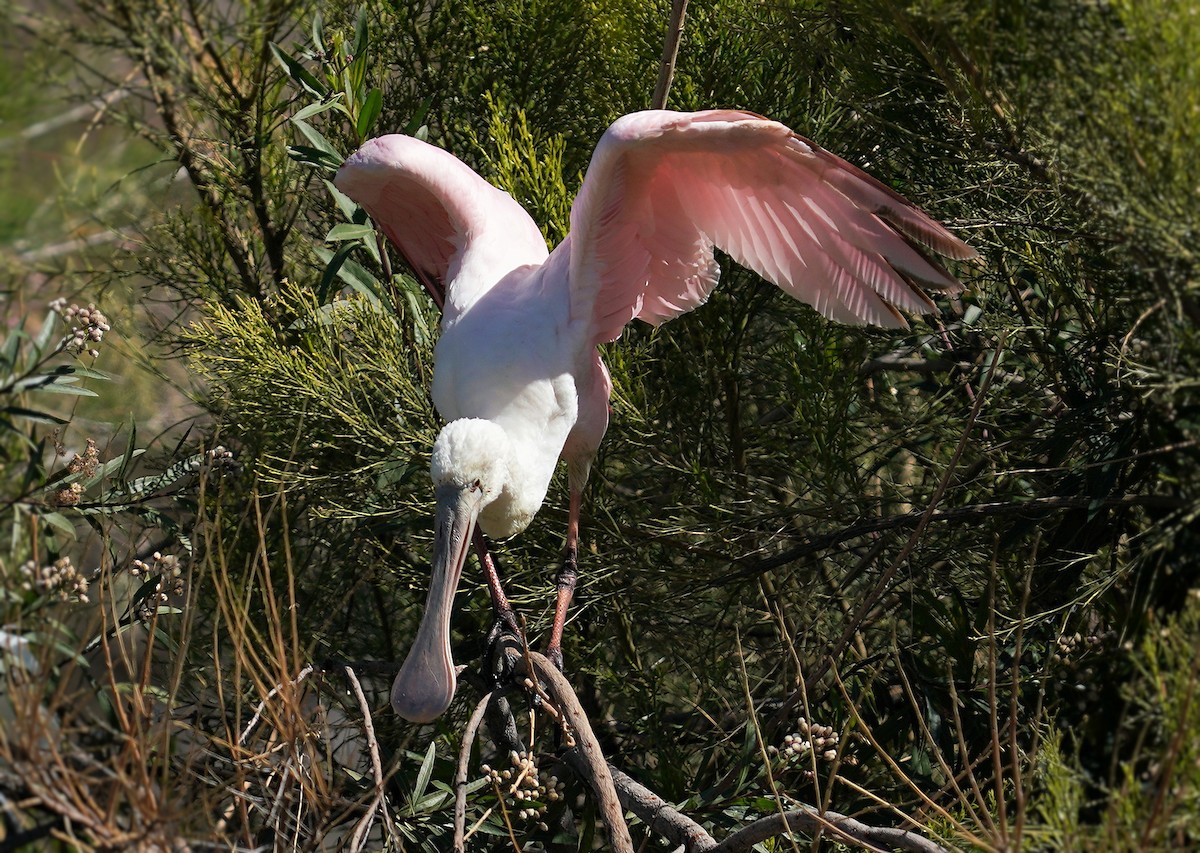 Roseate Spoonbill - ML591469041