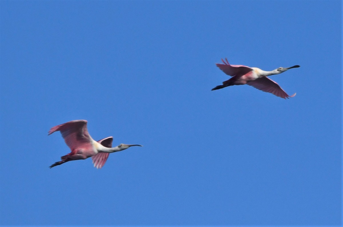 Roseate Spoonbill - ML591469851