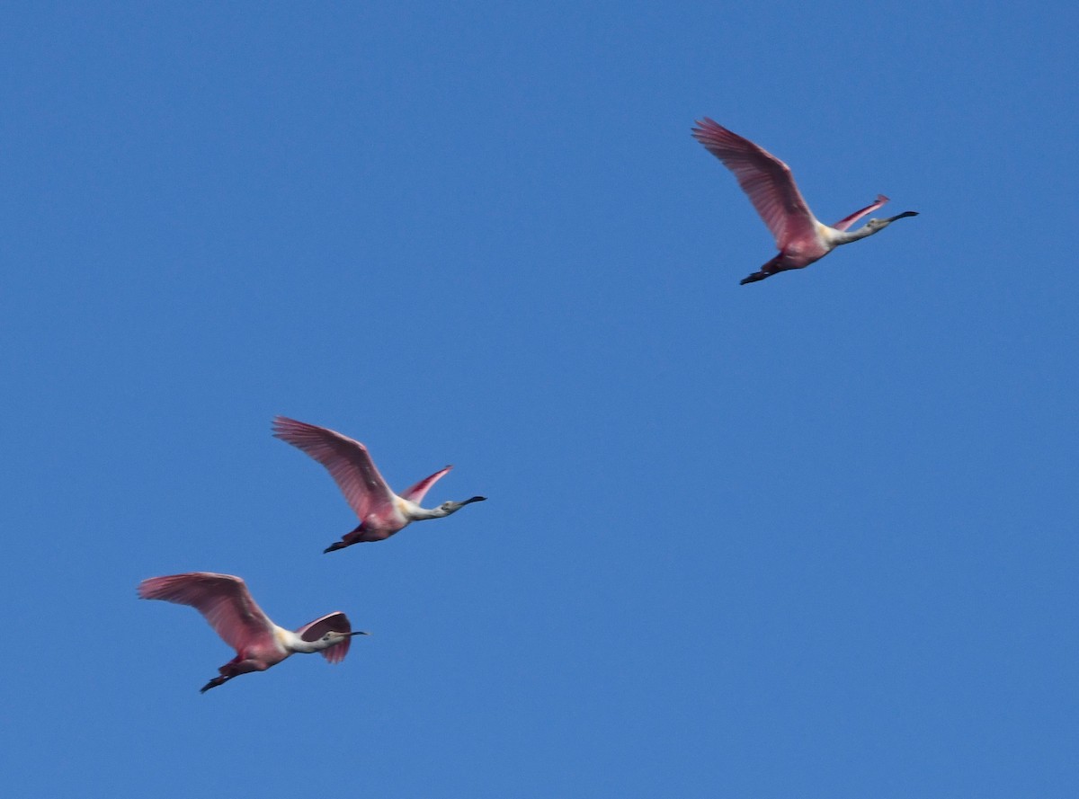 Roseate Spoonbill - ML591469921