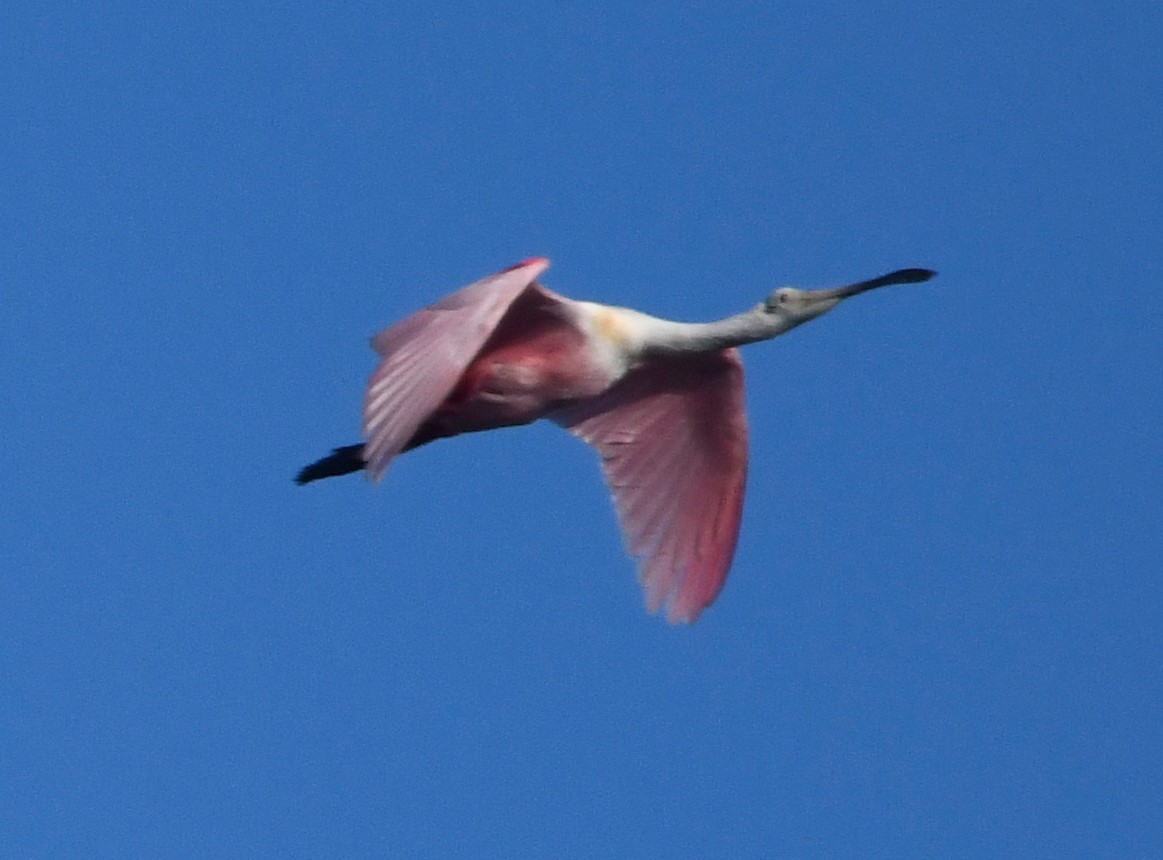 Roseate Spoonbill - ML591470001