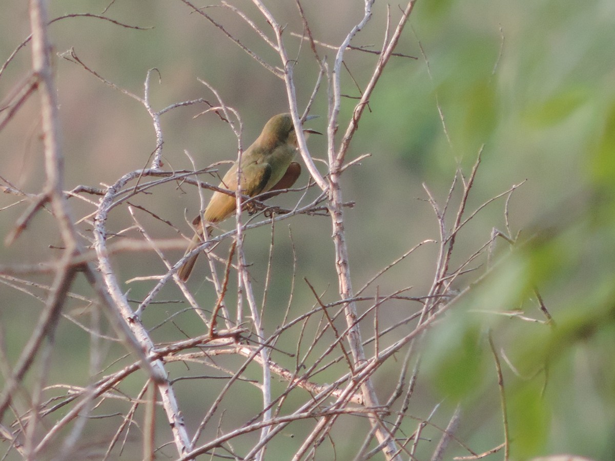 Chestnut-headed Bee-eater - Win Nwe