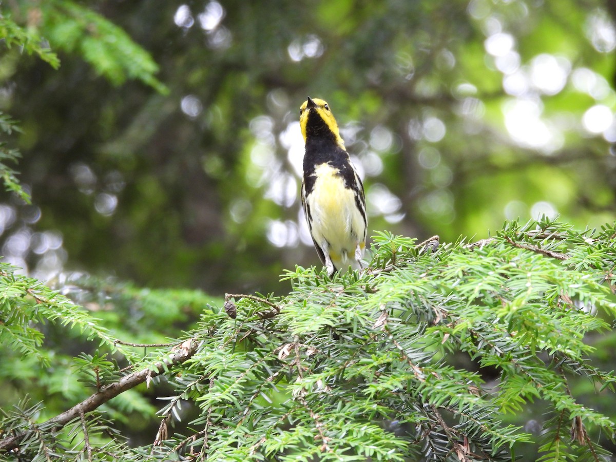Black-throated Green Warbler - ML591470651