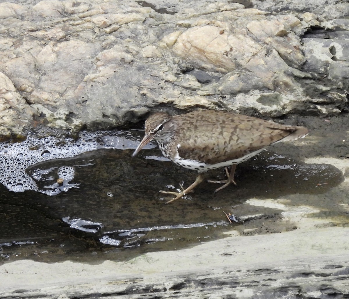 Spotted Sandpiper - ML591470901