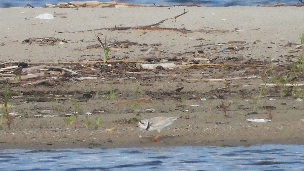 Piping Plover - ML591470921