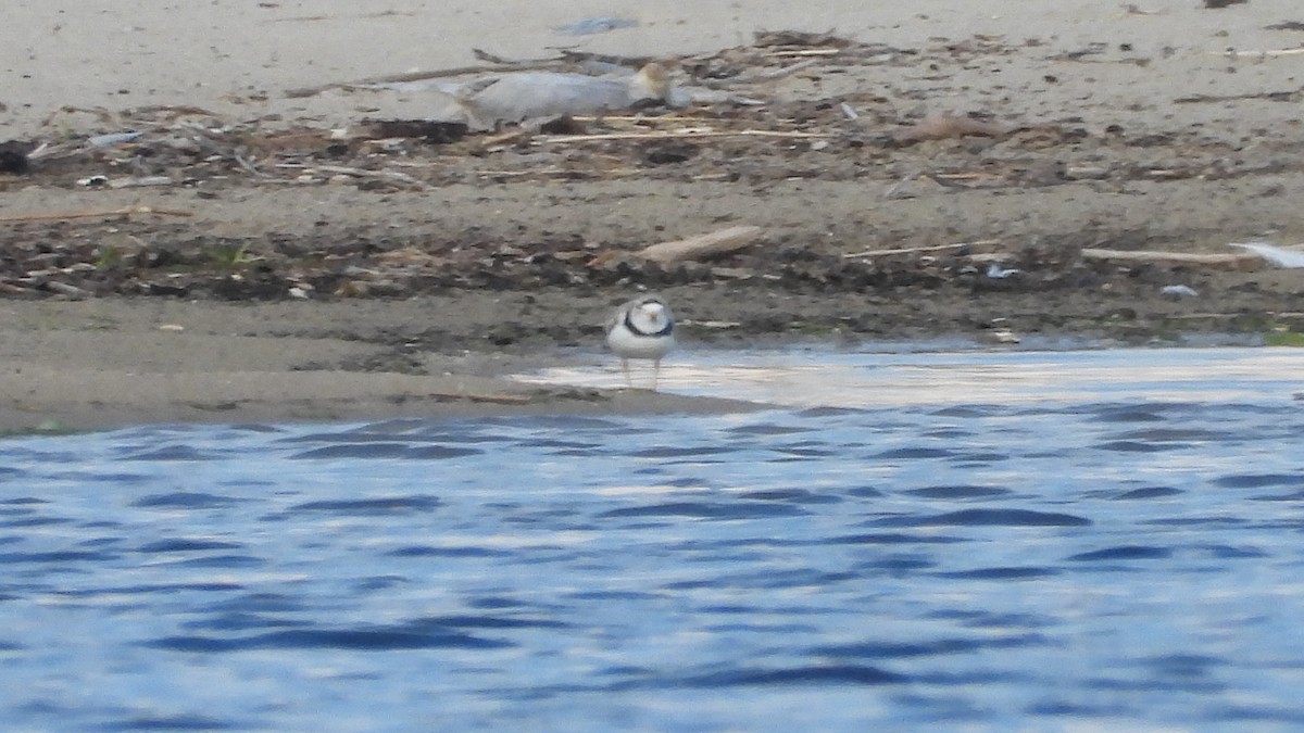 Piping Plover - ML591471091