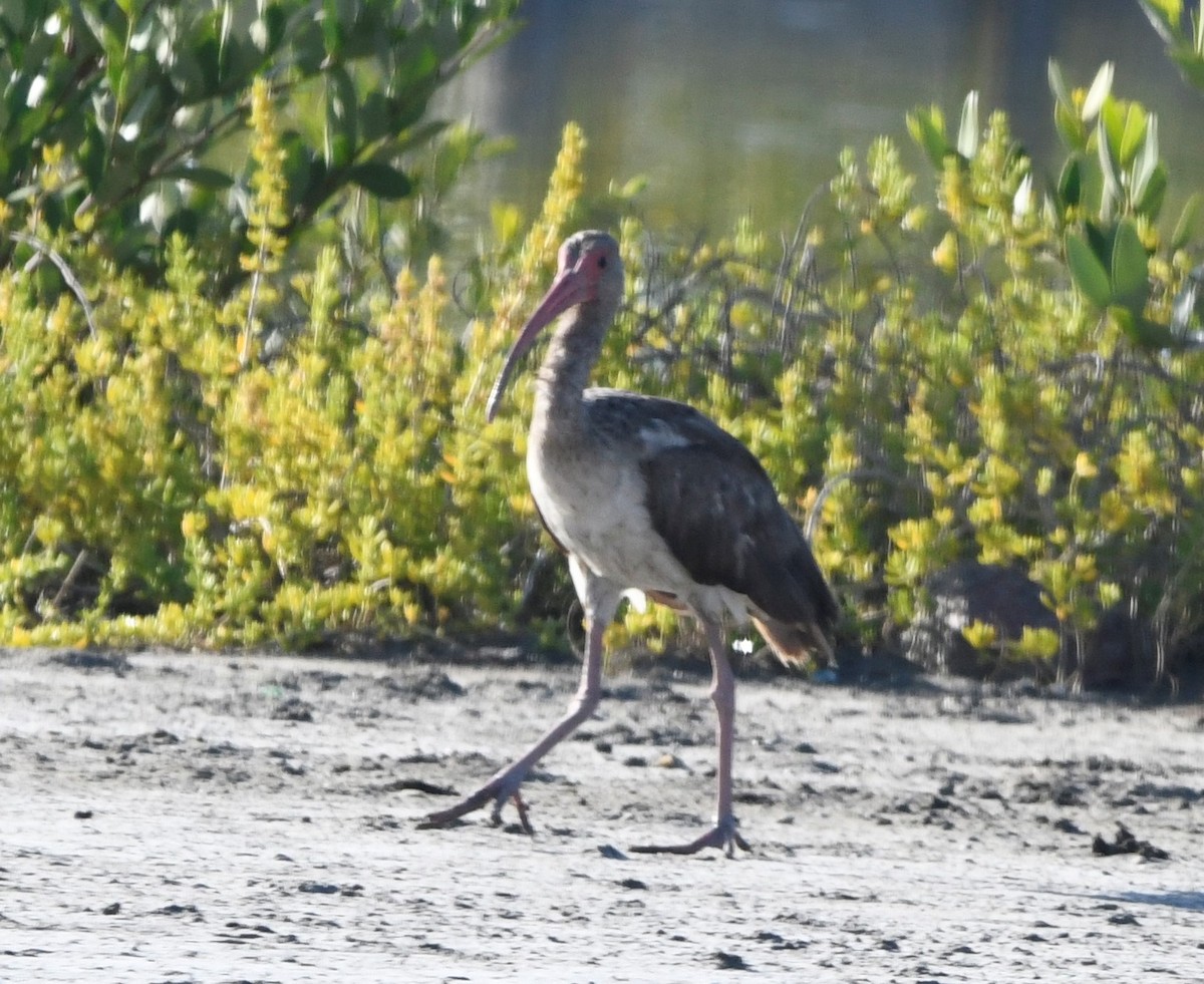 Ibis blanc - ML591473061