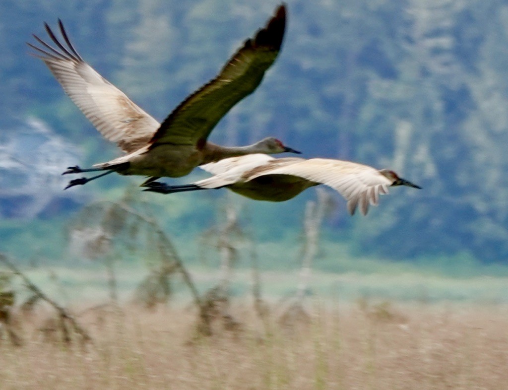 Sandhill Crane - ML591473141