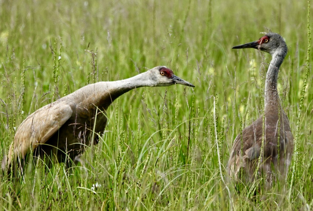Sandhill Crane - ML591473151