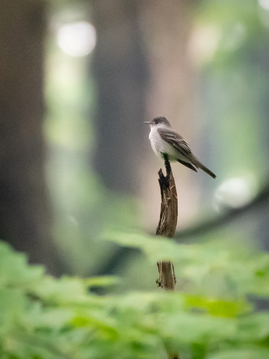 Eastern Wood-Pewee - Ava Kornfeld