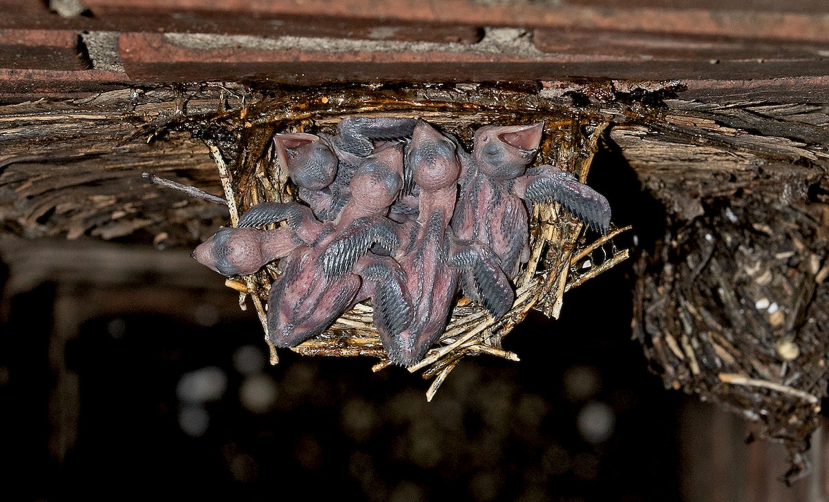 Chimney Swift - ML591473811