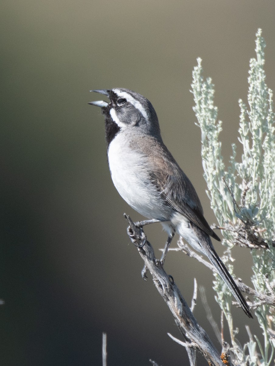 Black-throated Sparrow - Esther Sumner