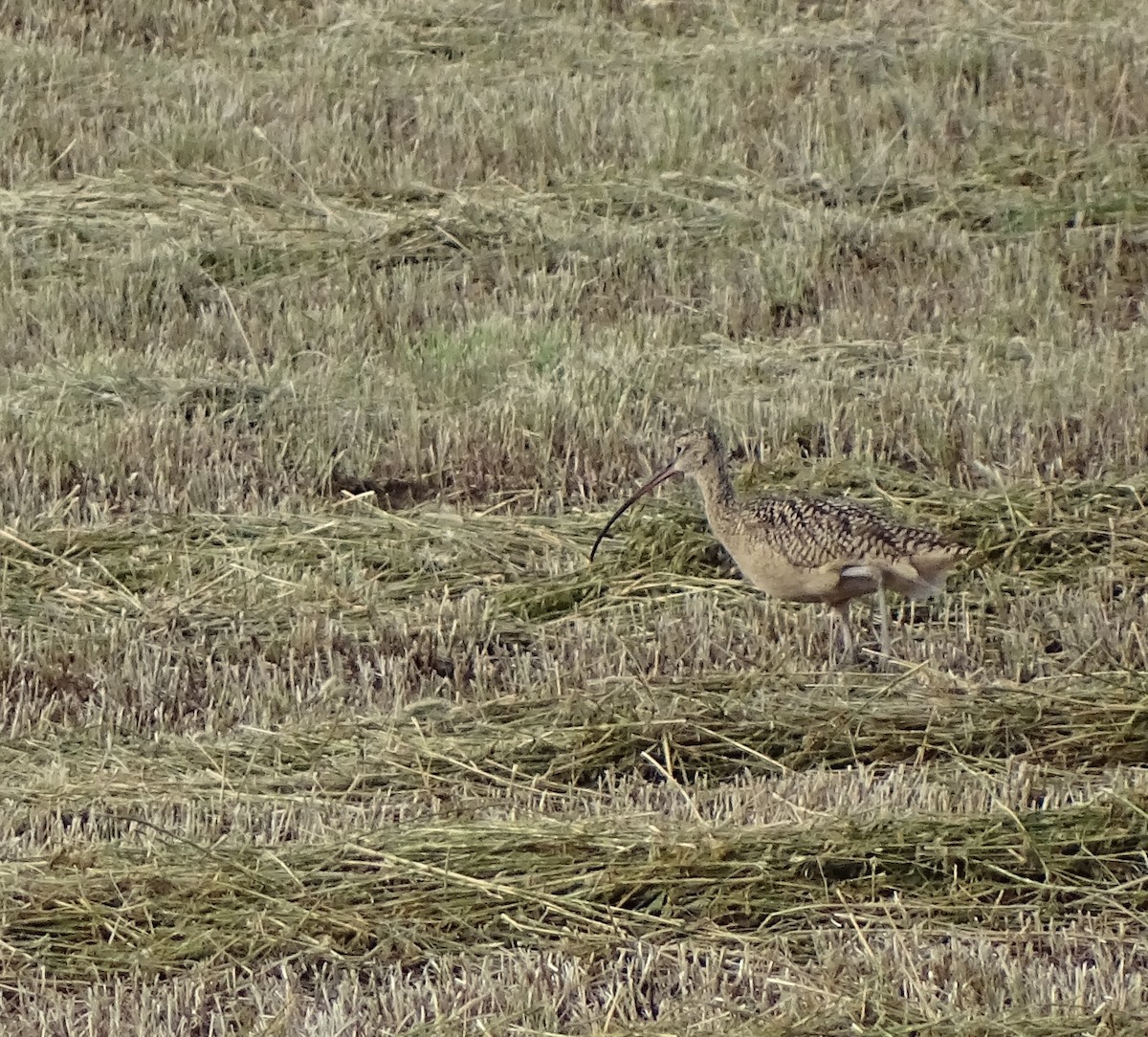 Long-billed Curlew - ML591474611