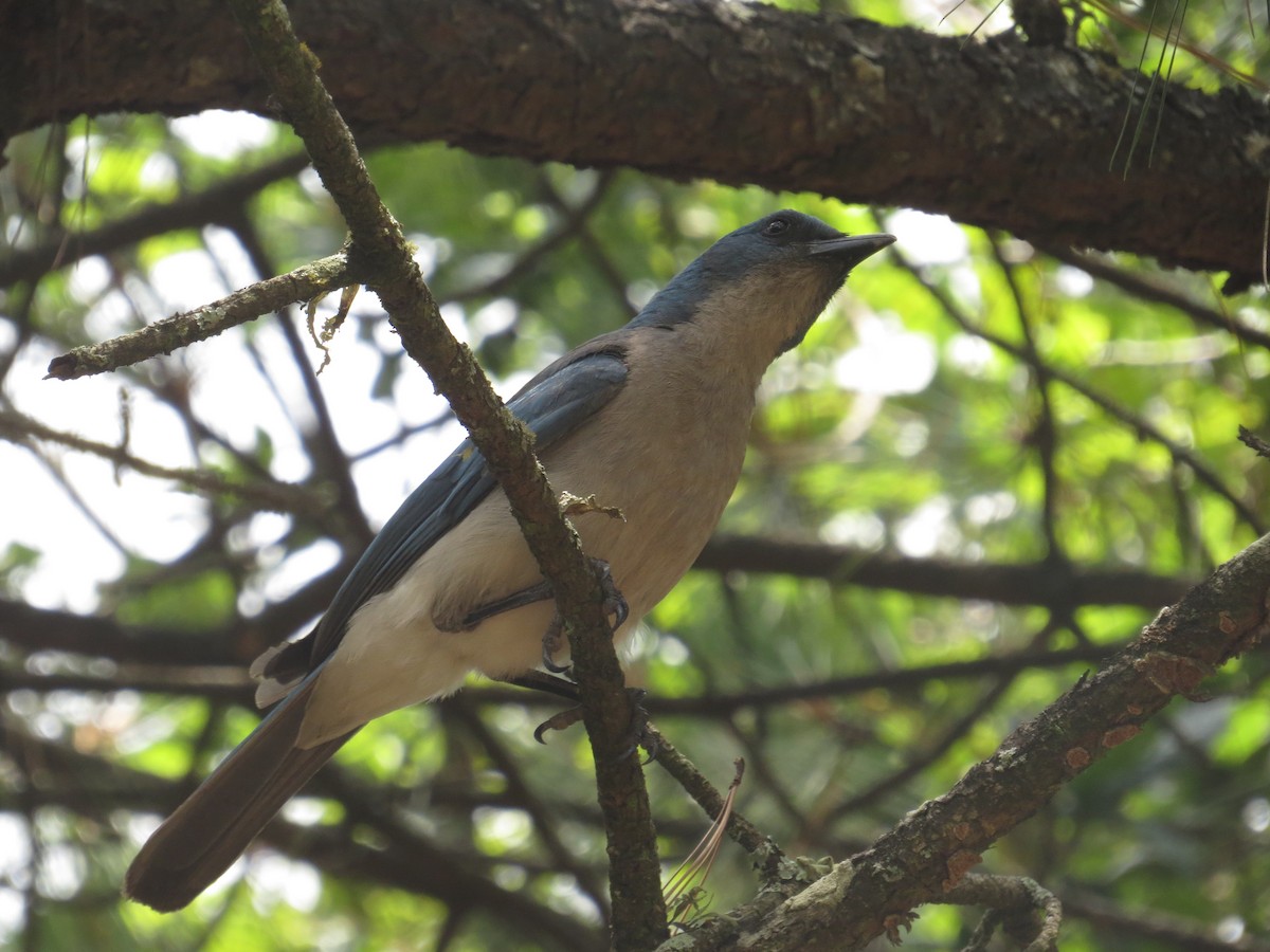 Mexican Jay - ML591474991