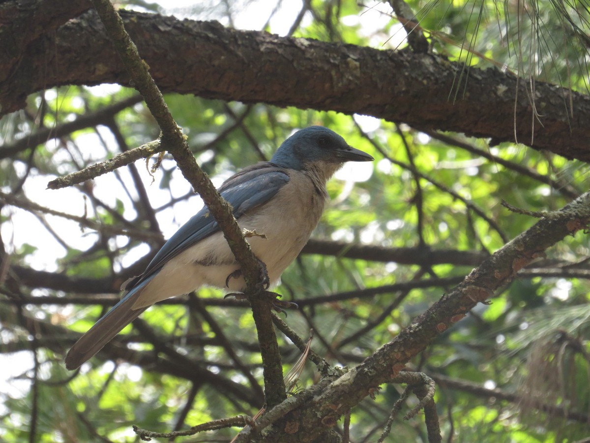 Mexican Jay - ML591475011