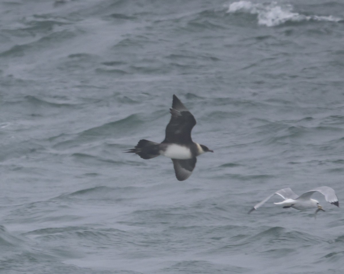 Parasitic Jaeger - Paul Clarke