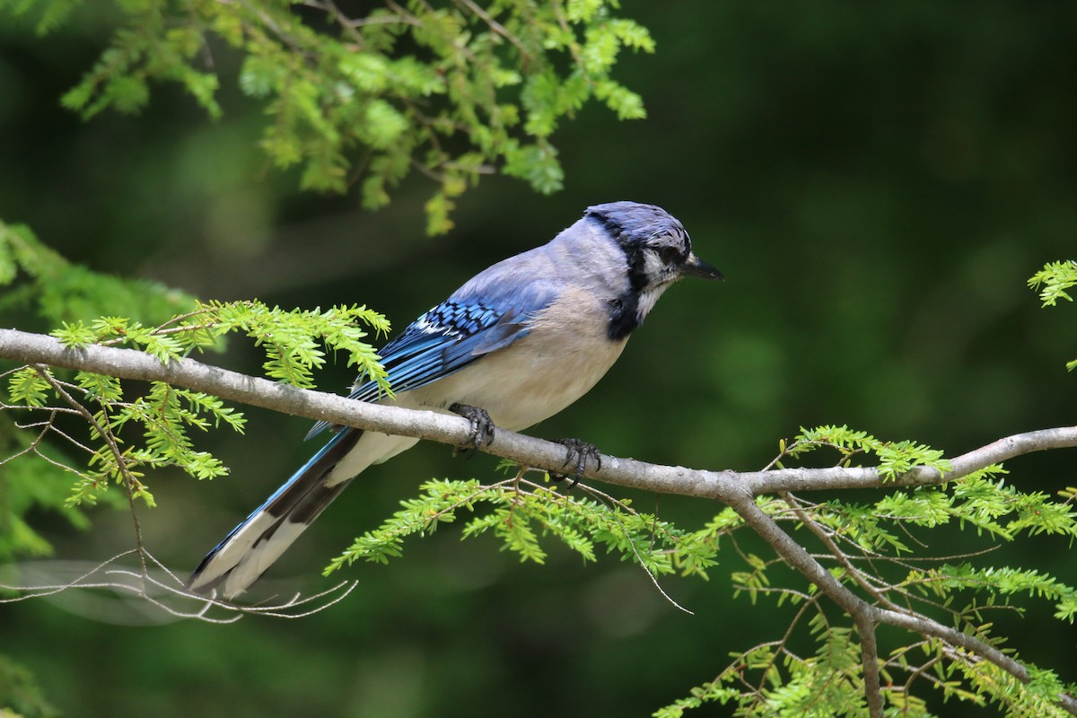 Blue Jay - ML591477191