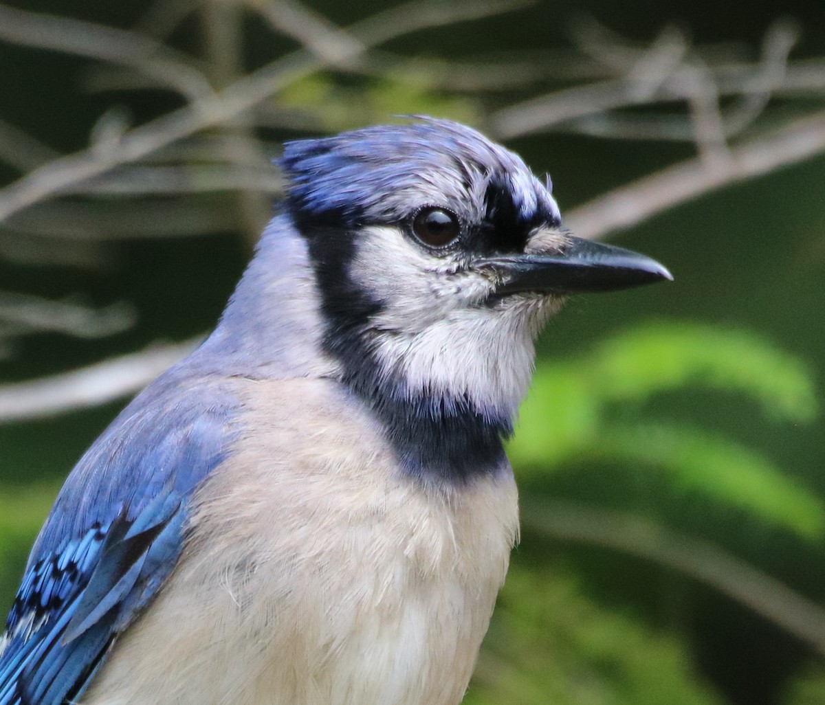 Blue Jay - ML591477201