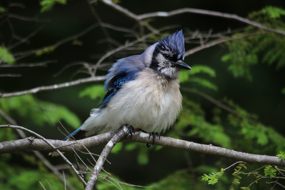 Blue Jay - ML591477221