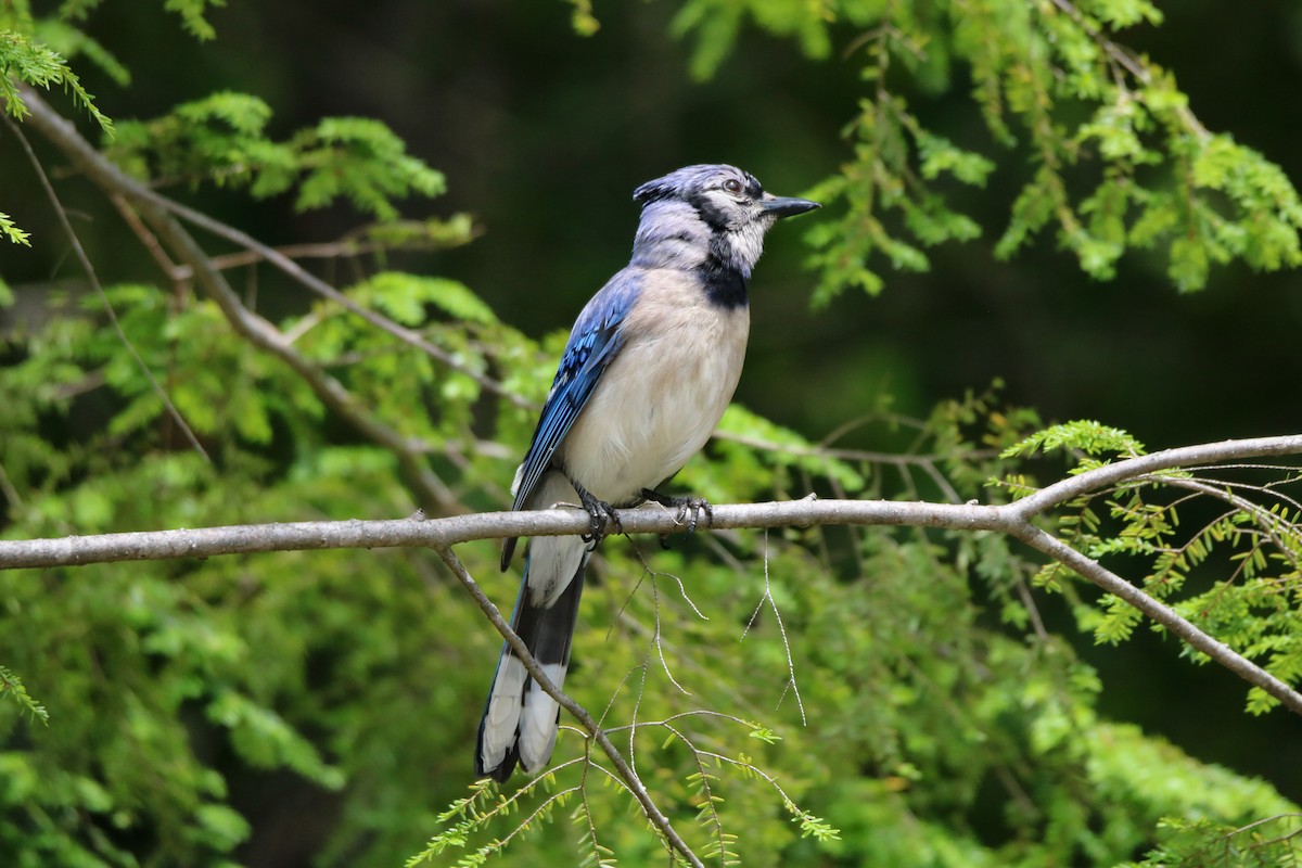 Blue Jay - ML591477241