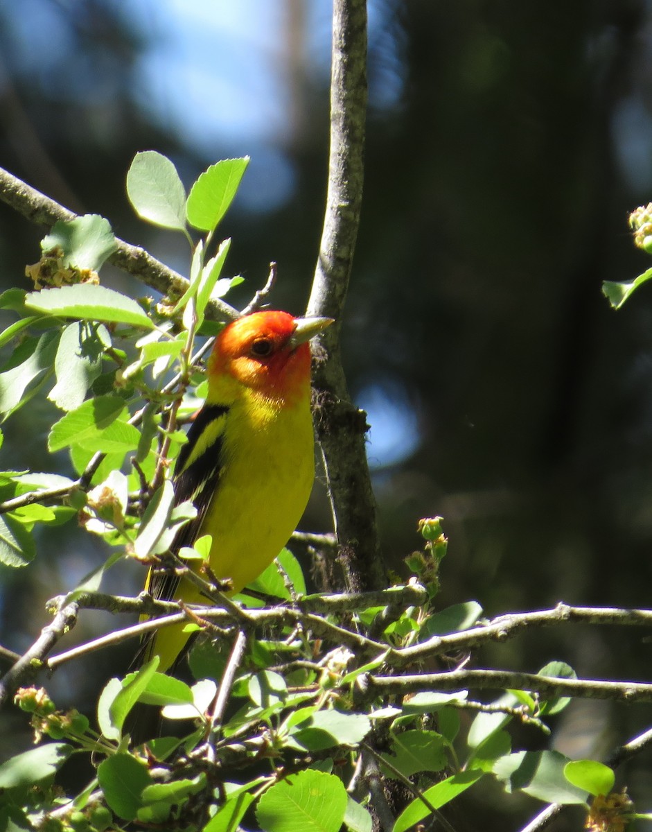 Western Tanager - Ann Truesdale