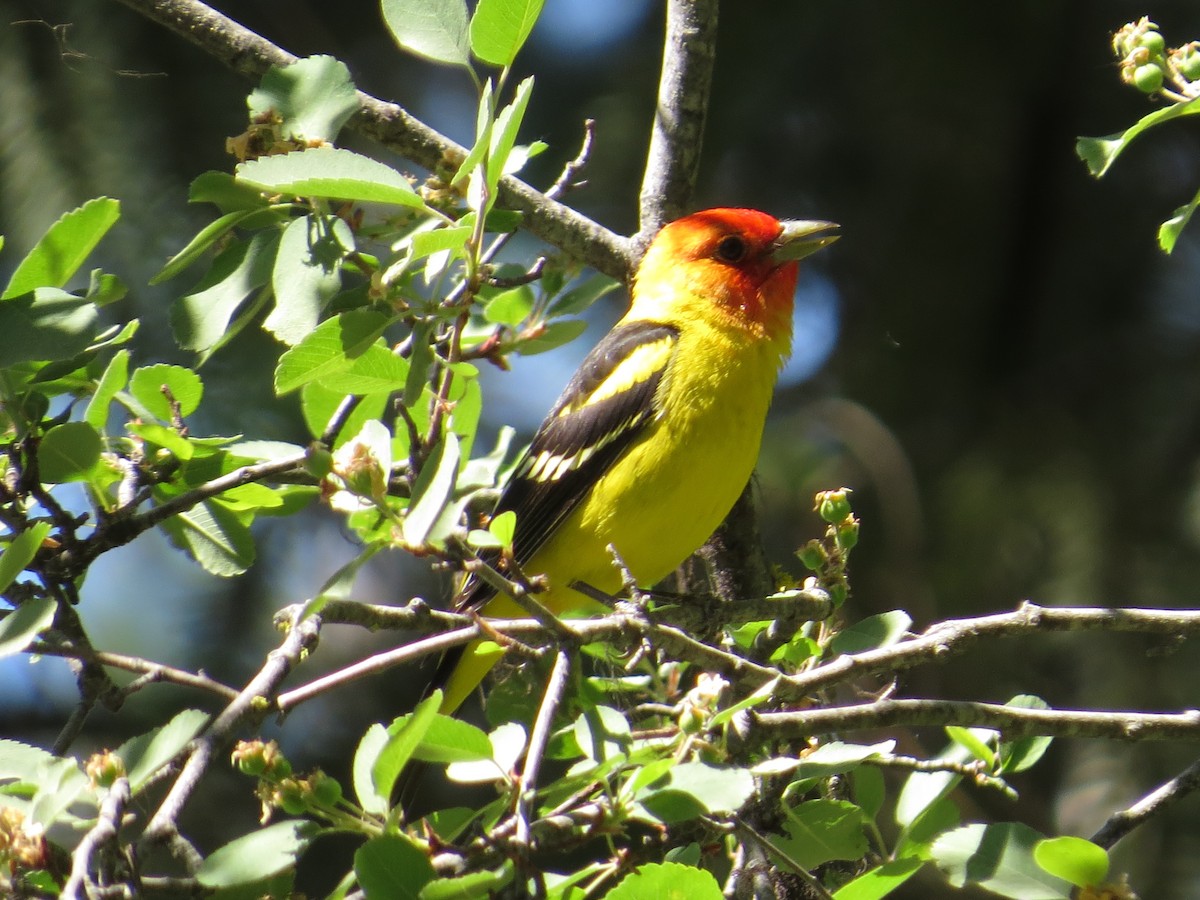 Western Tanager - Ann Truesdale