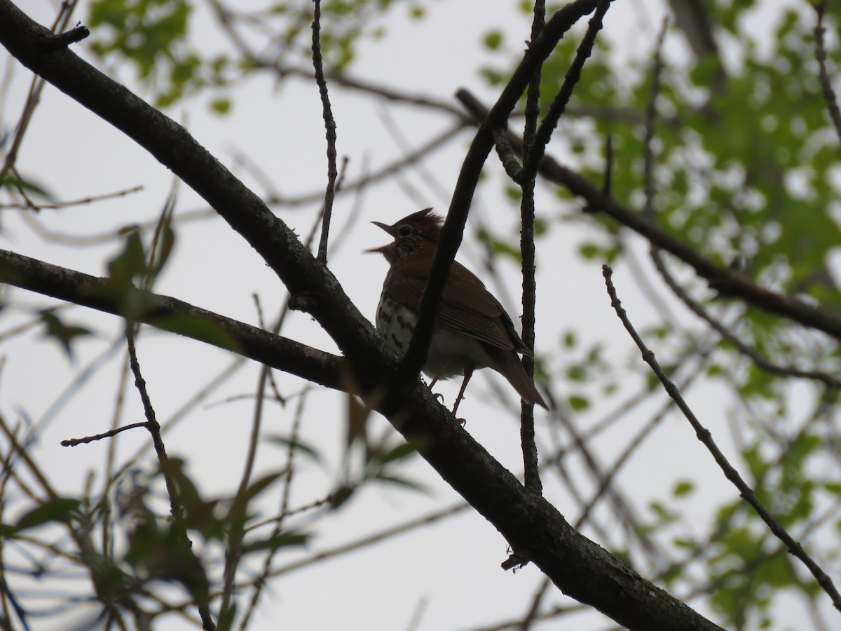 Wood Thrush - ML591478081