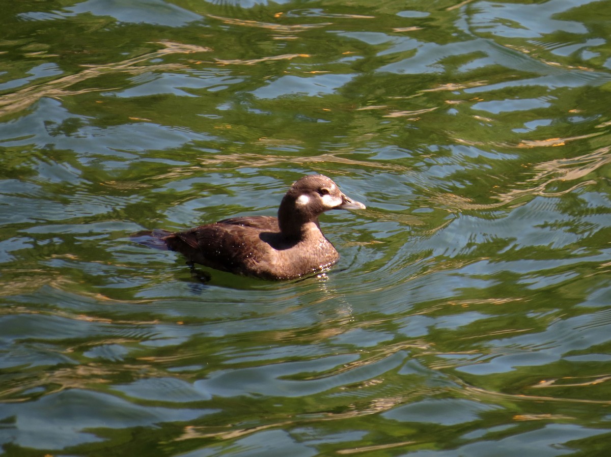 Harlequin Duck - ML591478351