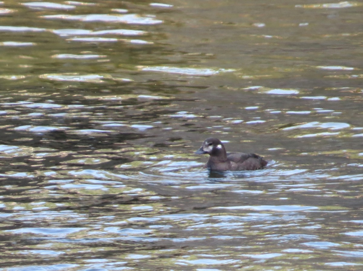 Harlequin Duck - ML591478831