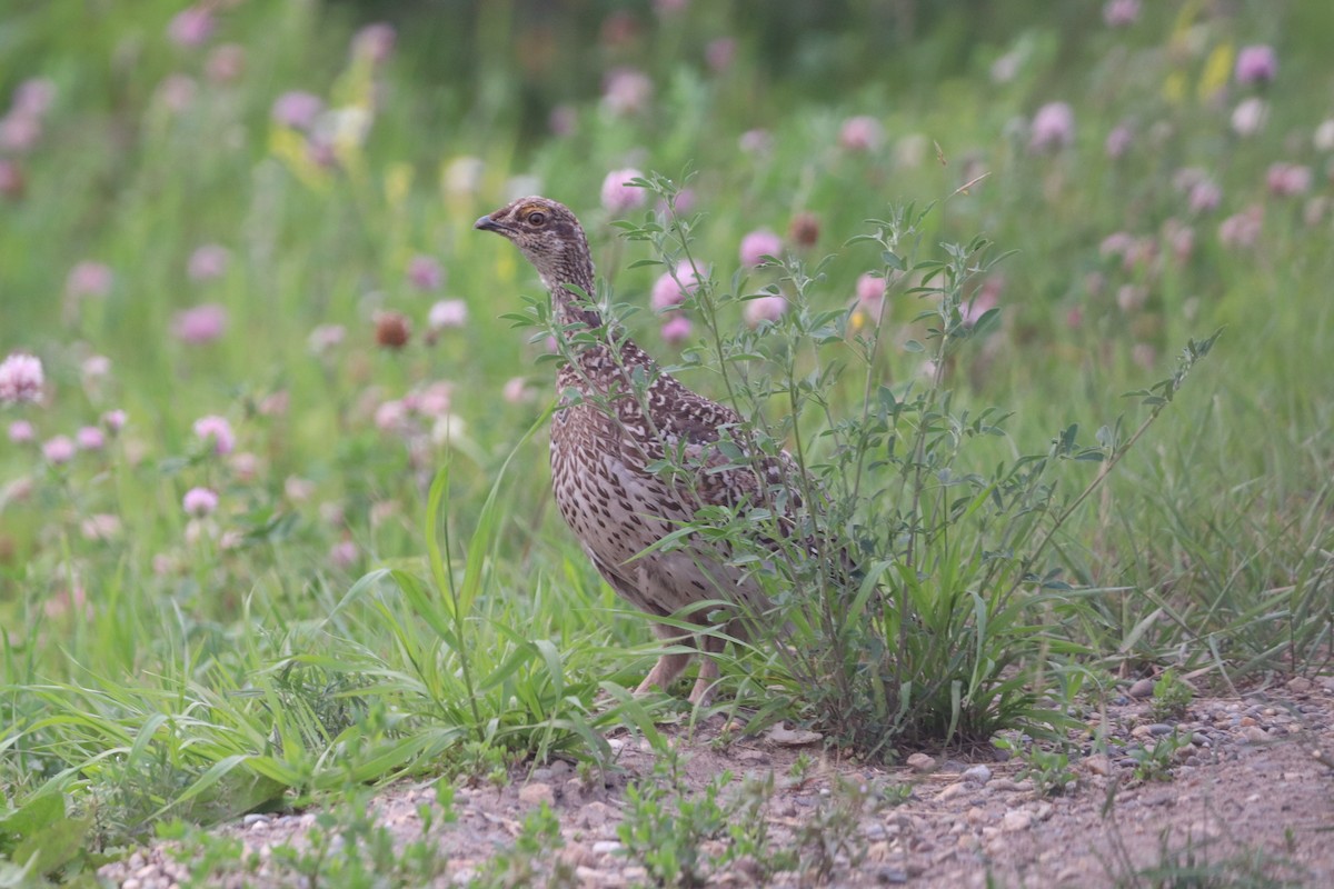 Sharp-tailed Grouse - ML591479641