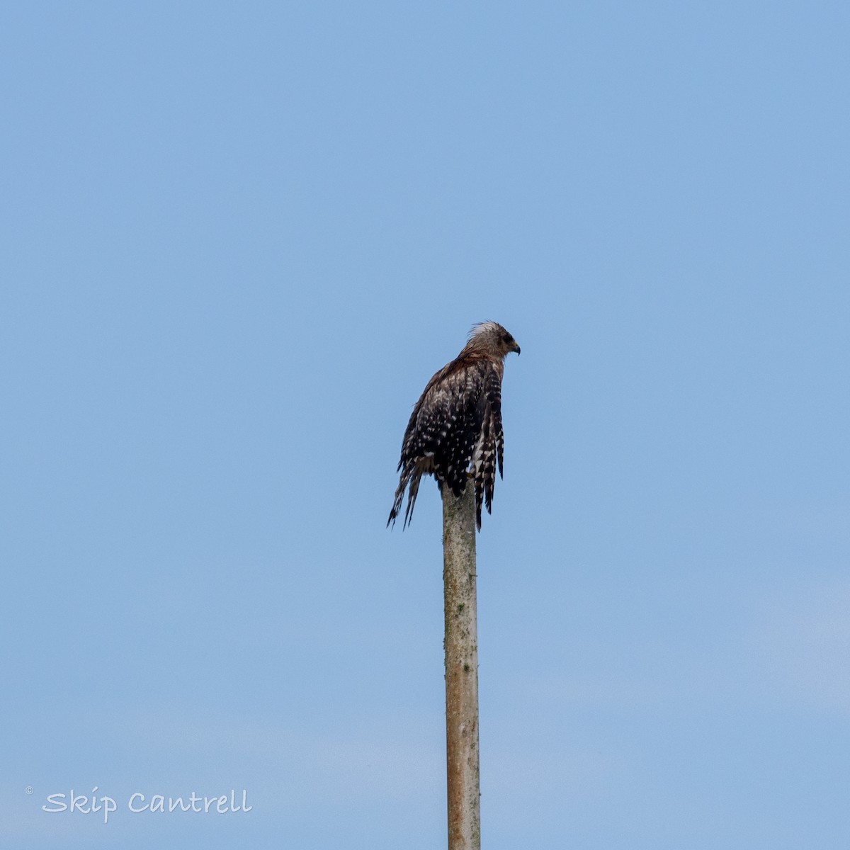 Red-shouldered Hawk - Skip Cantrell