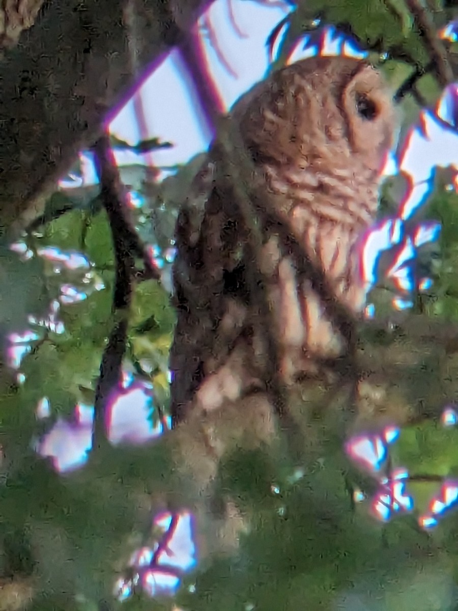 Barred Owl - ML591480341