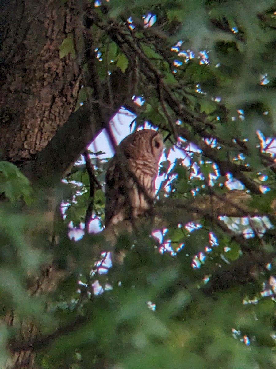 Barred Owl - ML591480351