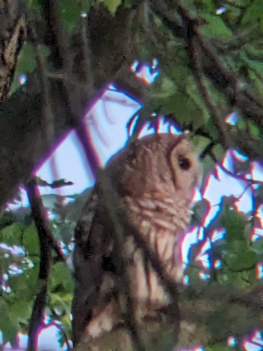 Barred Owl - ML591480361