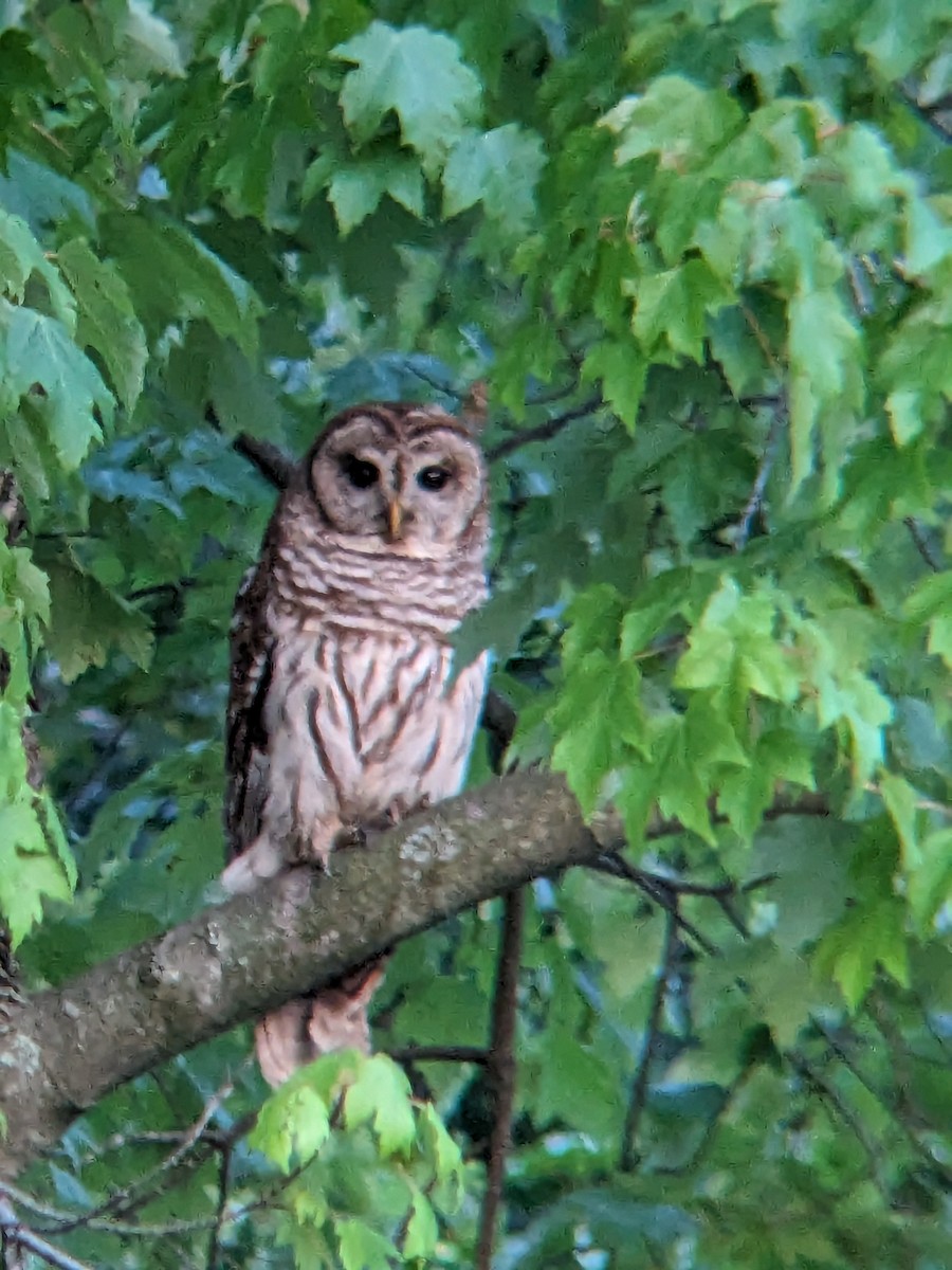 Barred Owl - ML591480381