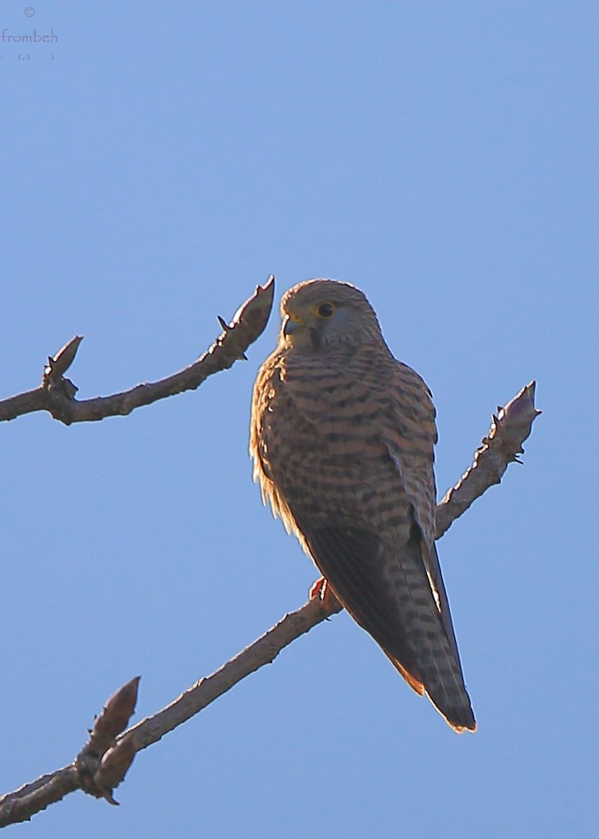 Eurasian Kestrel - ML59148081