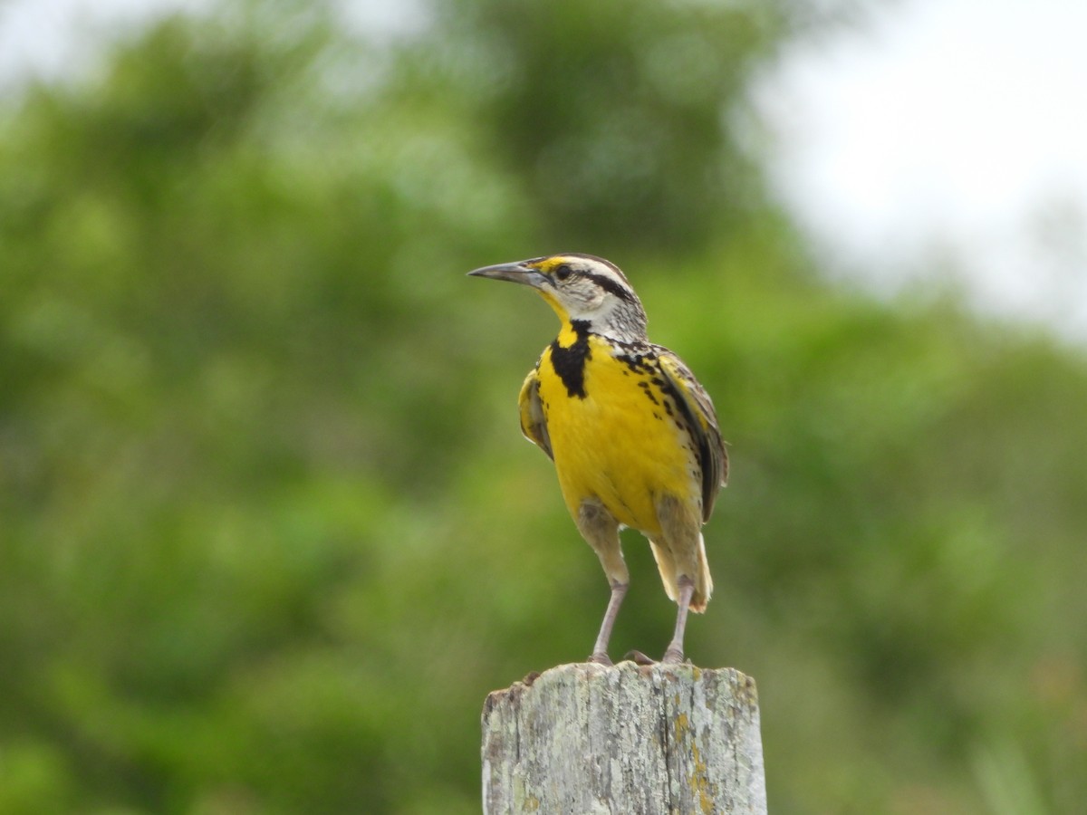 Eastern Meadowlark - ML591481321