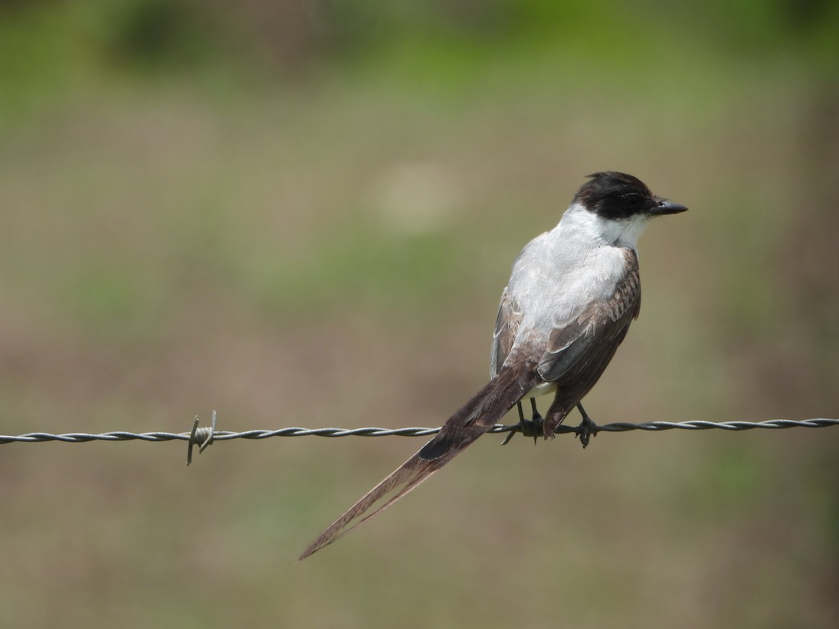 Fork-tailed Flycatcher - ML591481531