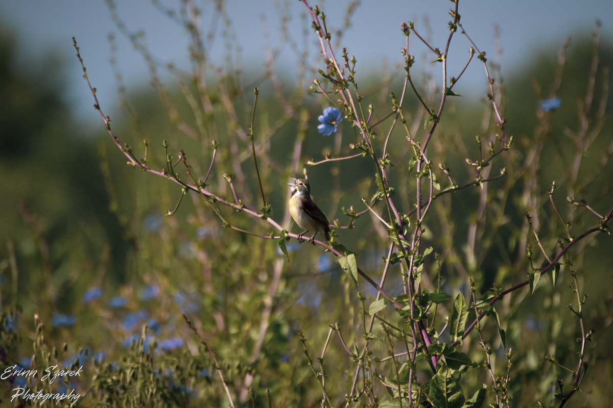 Dickcissel - ML591481701