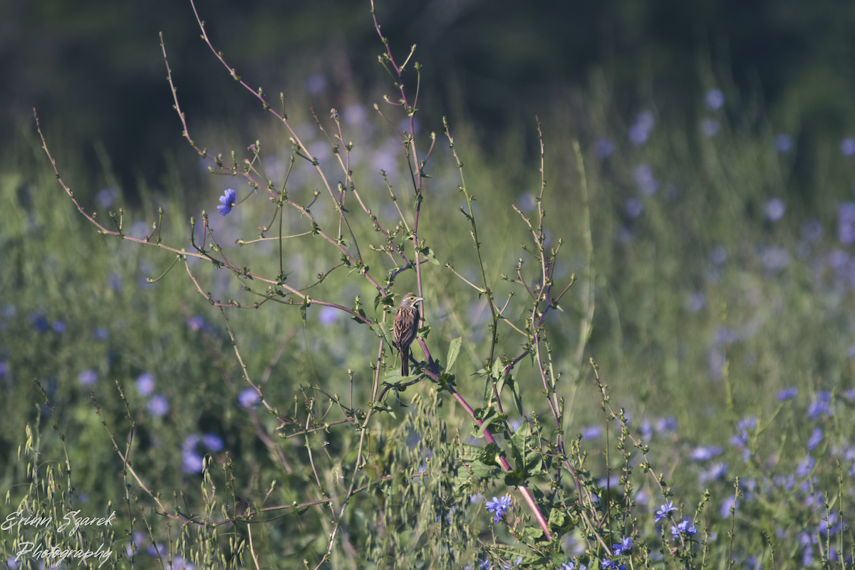 Dickcissel - ML591481711