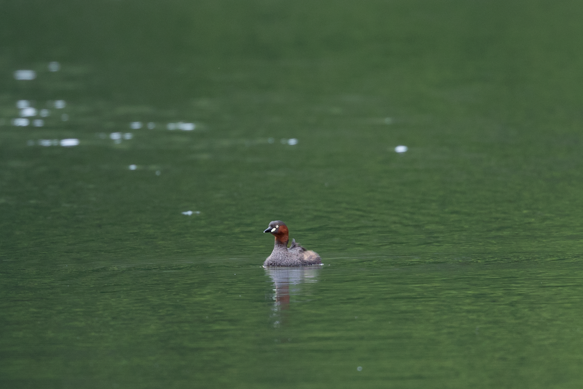 Little Grebe - ML591482091